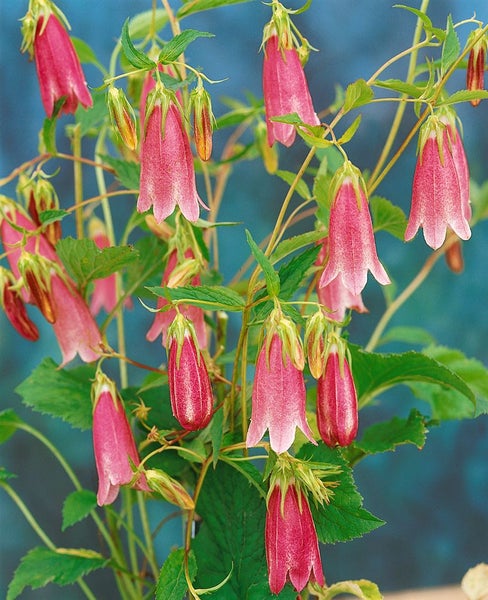 Campanula punctata 'Elizabeth', Glockenblume, rosa, ca. 11x11 cm Topf
