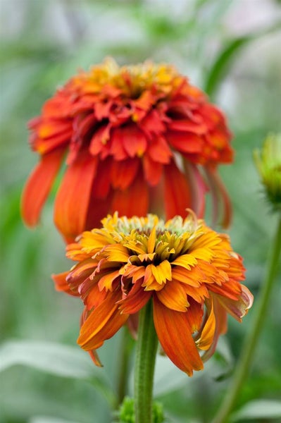 Nahaufnahme von orangefarbenen Zinnien im Garten.
