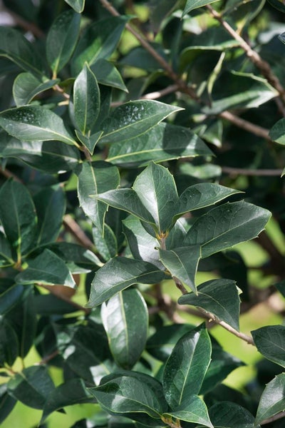 Osmanthus burkwoodii, Duftblüte, immergrün, 40–60 cm