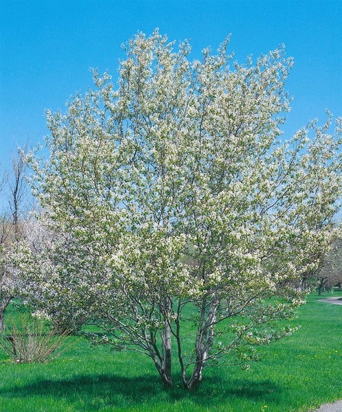 Amelanchier alnifolia 'Northline', Felsenbirne, 40–60 cm, essbare Früchte