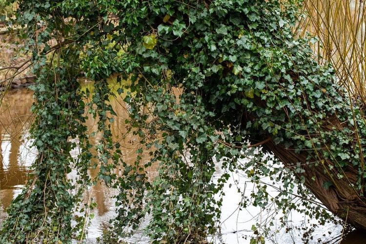 Efeu-Pflanze mit grünen Blättern und Stiel