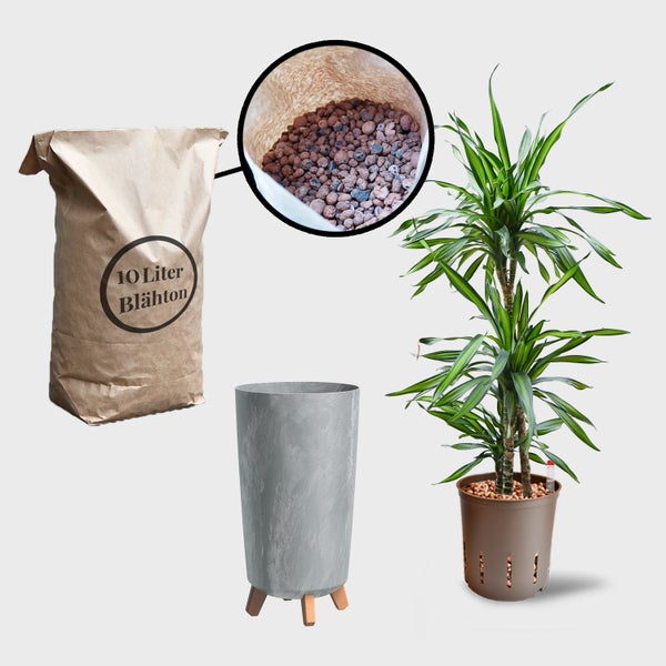 Blähton im Sack, Übertopf und Drachenbaum im Topf