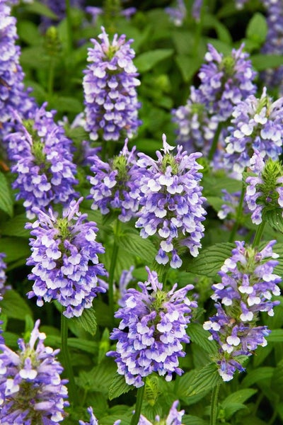 Nepeta nervosa, Katzenminze, blauviolett, ca. 9x9 cm Topf