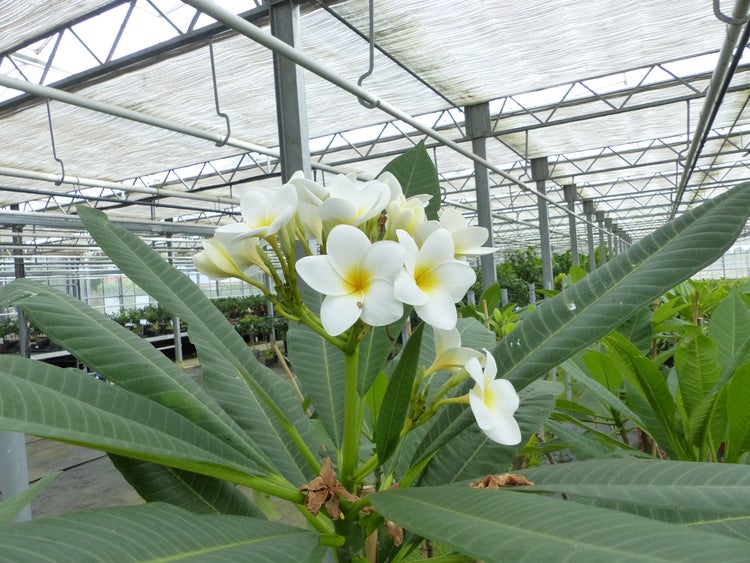 Eine blühende Frangipani Pflanze mit weißen Blüten und gelber Mitte in einem Gewächshaus.