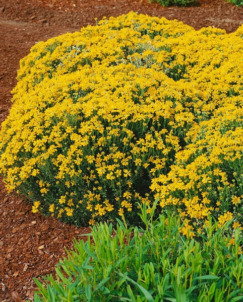 Genista hispanica, Spanischer Ginster, gelb, 20–30 cm