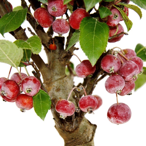 Zierapfel Malus mit roten Früchten und grünen Blättern an einem verholzten Stamm.