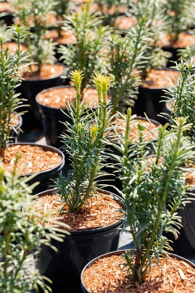 Reihe von Topfpflanzen im Aussenbereich.