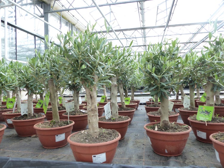 Olivenbaum Bonsai Formgehölz, Olive winterhart, Olea europaea 50 - 60 cm