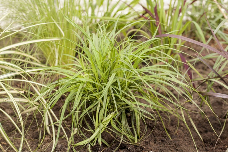 Carex caryophyllea 'The Beatles', Segge, ca. 9x9 cm Topf