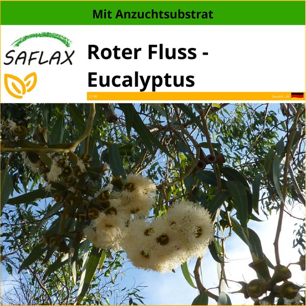 SAFLAX  - Roter Fluss - Eucalyptus - Eucalyptus camaldulensis - 200 Samen - Mit keimfreiem Anzuchtsubstrat