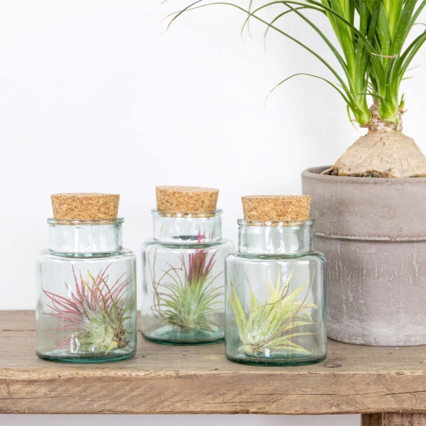 Bloomique - 3er Mix - Tillandsia im Glas - Tillandsien - Luftpflanzen Echt - Sehr Pflegeleicht - Höhe 12 cm