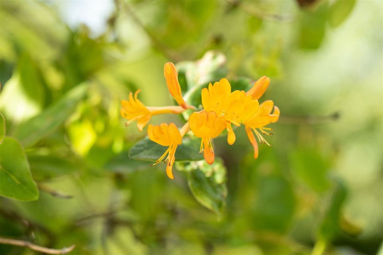 Lonicera tellmanniana, Tellmanns Geißblatt, orange-gelb, 100–150 cm