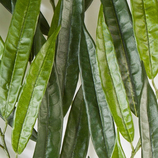 Zierspargel Asparagus im Terrakottatopf, Zimmerpflanze mit feinen Blättern.