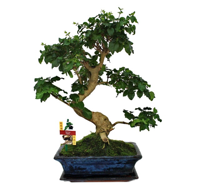 Bosch Expert Säbelsägeblatt für Holz mit Metalldemontage, 3er-Pack