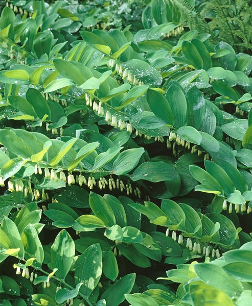 Polygonatum multiflorum, Salomonssiegel, ca. 9x9 cm Topf
