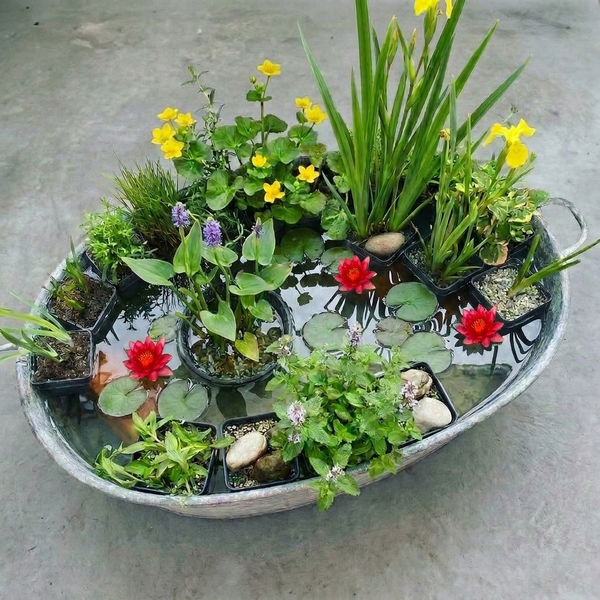 Miniteich im Zinkbottich mit verschiedenen Wasserpflanzen wie Seerosen, Sumpfdotterblumen und Gräsern.