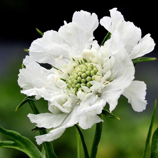 Nahaufnahme einer weißen Scabiosa-Blume