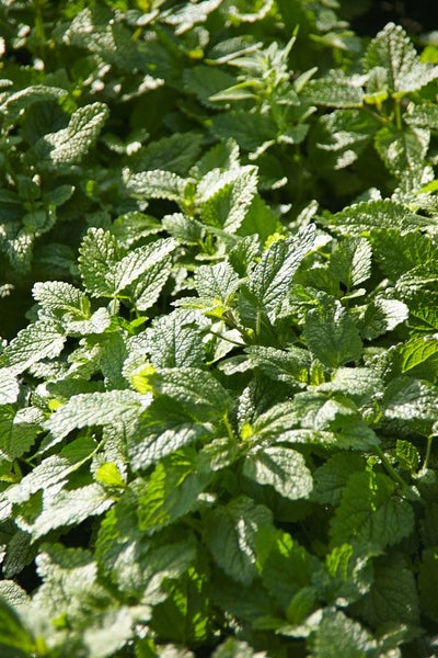 Nahaufnahme von Zitronenmelisseblättern im Garten.