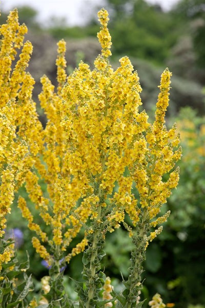 Verbascum olympicum, Königskerze, silbergrau, ca. 9x9 cm Topf