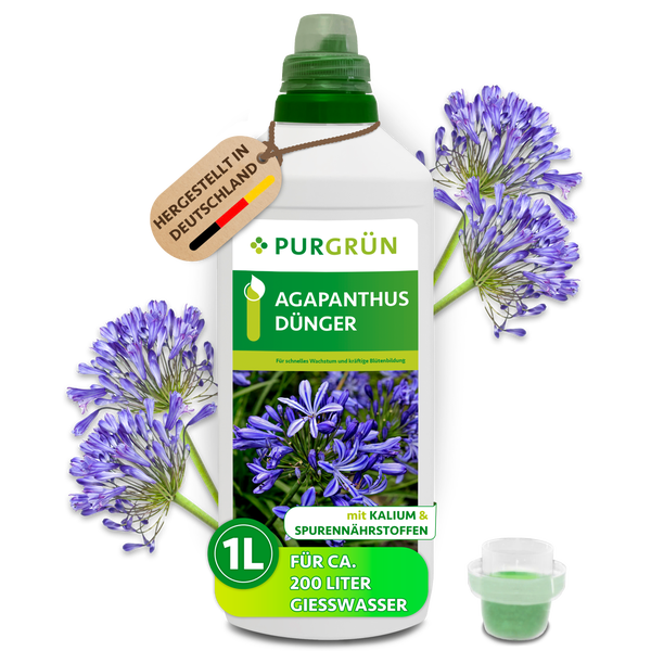 Lächelnder Gärtner neben einer 1 Liter Flasche Purgrün Agapanthus Dünger für Schmucklilien im Innen- und Außenbereich, Purgrün Logo.