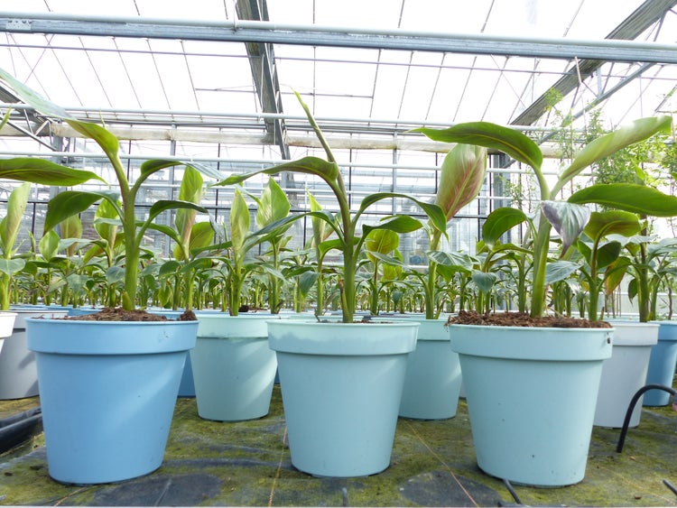 Bananenstaude Banane Musa Sikkimensis Red Tiger Banane 55 - 70 cm  winterhart Staude
