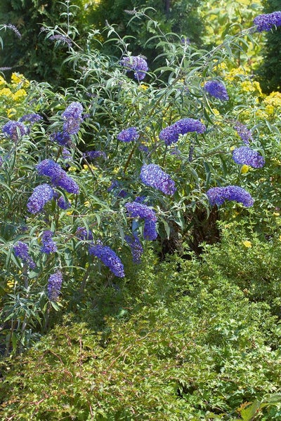 Buddleja davidii 'Sky Blue', Schmetterlingsflieder, hellblau, 40–60 cm