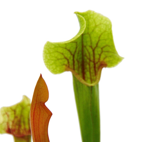 Schlauchpflanze - Trompetenkrug-Pflanze - Sarracenia smoorii - Fleischfressende Pflanze - 9cm Topf