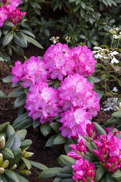 Rhododendron yakushimanum 'Polaris', rosa Blüten, 25–30 cm
