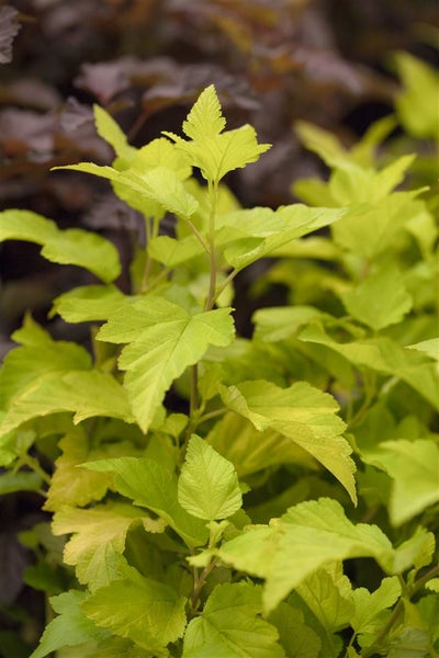 Physocarpus opulifolius 'Dart's Gold', gelblaubig, 60–100 cm