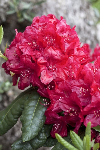 Rhododendron Hybr. 'Hachm. Feuerschein', leuchtend rot, 30–40 cm