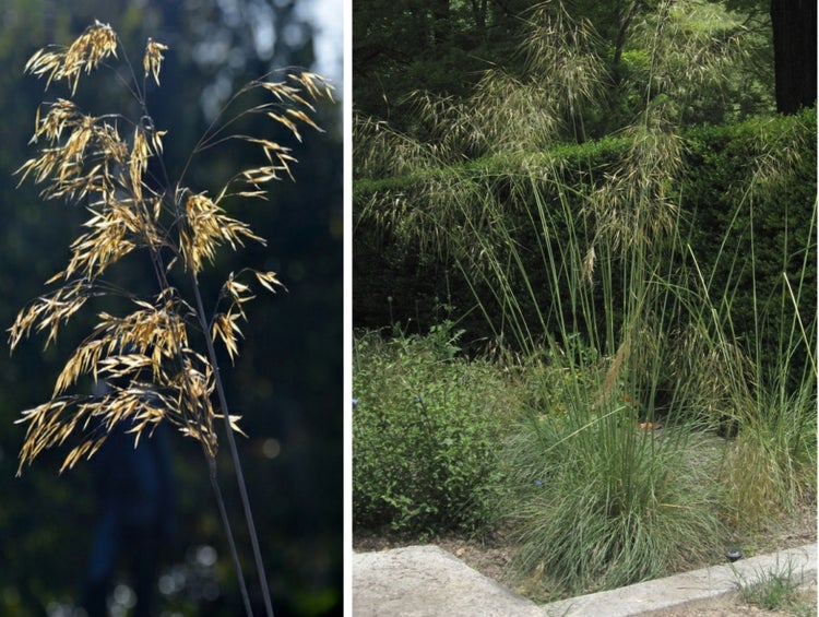 SAFLAX Garden to go - Riesen-Federgras / Pyrenäen - Federgras - Stipa gigantea - 10 Samen - Mit Topf, Klima - Deckel und Anzuchtsubstrat