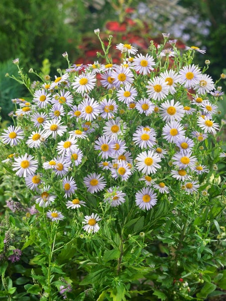 Kalimeris incisa 'Madiva', Japanische Aster, lila, ca. 9x9 cm Topf