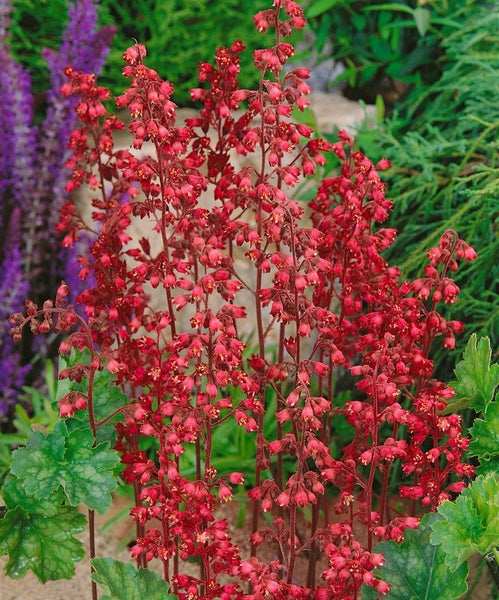 Heuchera sanguinea, Purpurglöckchen, rotblühend, ca. 9x9 cm Topf