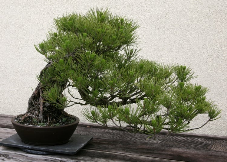 SAFLAX Anzucht Set - Japanische Schwarzkiefer - Pinus thunbergii - 30 Samen - Mit Mini-Gewächshaus, Anzuchtsubstrat und 2 Töpfen