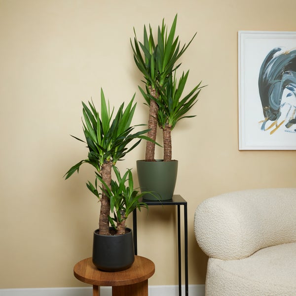 Bloomique - 2er Set - Yucca Elephantipes - Yucca Palme - Palmlilie - Zimmerpflanzen - Pflegeleicht - Luftreinigend - Höhe 60-70 cm - Topf 17 cm