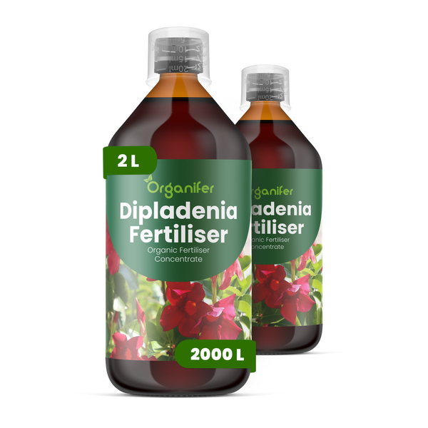 Vorher-Nachher-Vergleich: Welke Pflanze links und gesund blühende Dipladenia nach der Anwendung von Organifer Dünger rechts.