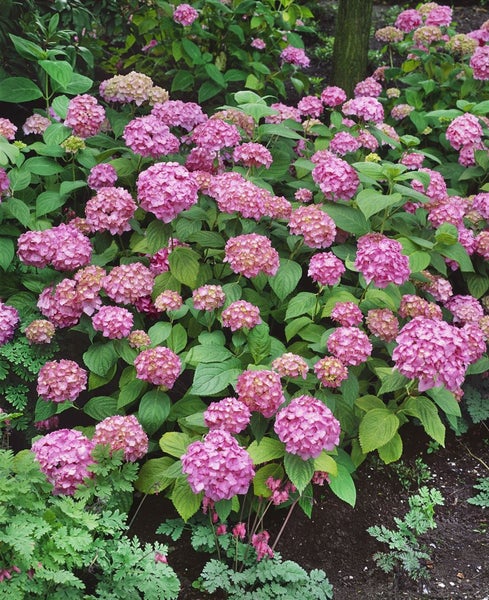 Nahaufnahme einer rosafarbenen Hortensie mit grünen Blättern
