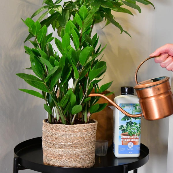 4er Zimmerpflanzen Set mit Übertöpfen – Bergpalme, Monstera, Philodendron Birkin, Glücksfeder – pflegeleicht, luftreinigend – Höhe 20–70 cm, Töpfe 10,5–17 cm