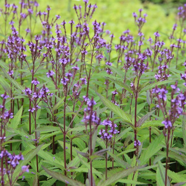 Gruppe von Verbena bonariensis Pflanzen mit grünen Blättern und violetten Blüten.