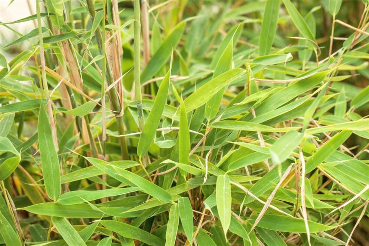 Fargesia murieliae 'Jumbo', Bambus, immergrün, 60–100 cm