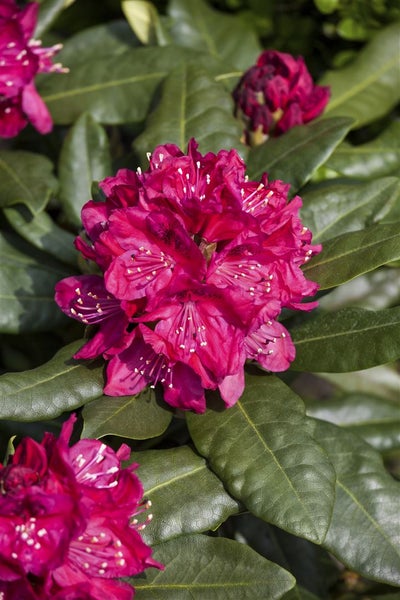 Rhododendron 'Nova Zembla', rot, 50–60 cm