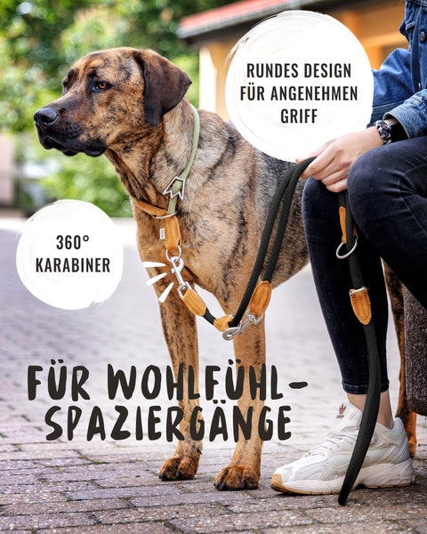 Hund mit Hundeleine und Halsband für angenehme Spaziergänge