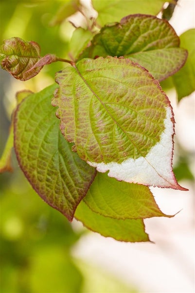 Actinidia kolomikta, Kiwi, 40–60 cm, dekoratives Laub