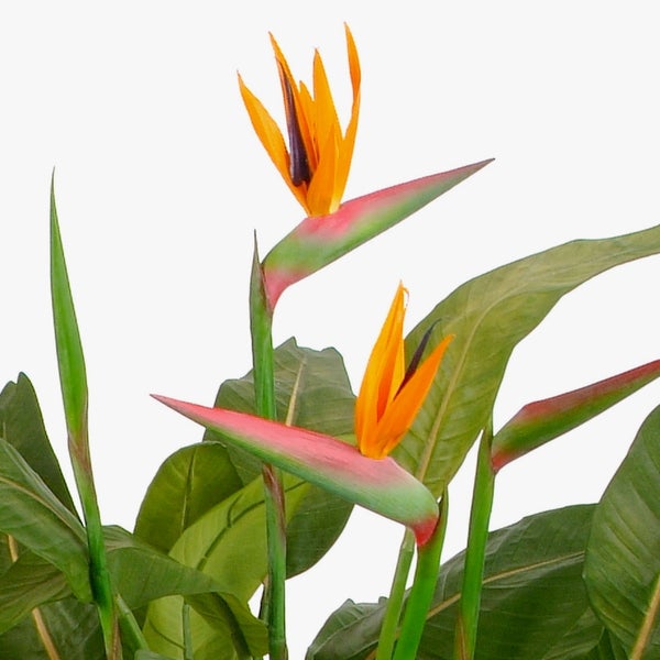 Strelitzia reginae Paradiesvogelblume mit orangefarbenen Blüten und grünen Blättern.