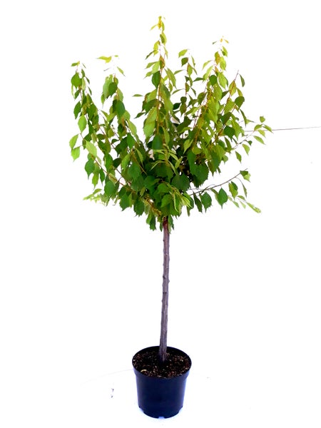 Prunus triloba, Mandelbaum-Stämmchen,  Höhe inkl. Topf: 160-170 cm