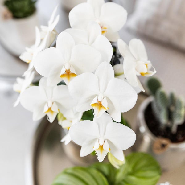 Kolibri Orchids weiße Phalaenopsis Orchidee Amabilis + Elite Topf silber- Topfgröße 9cm 35cm hoch blühende Zimmerpflanze