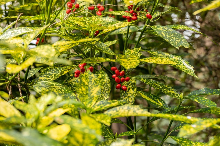 Aucuba japonica 'Variegata', Japanische Aukube, buntes Laub, 40–60 cm