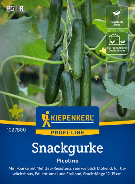 Saatgut für Snackgurke Picolino von Kiepenkerl, eine resistente Sorte für Freiland und Gewächshaus mit 12 bis 15 Zentimeter langen Früchten.