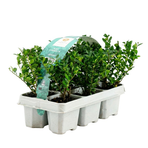 Japanische Stechpalme Ilex crenata Jenny, Sechserpack im Tray.