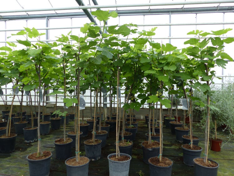 kompakter Feigenbaum 150 - 180 cm Obstbaum, winterhart, Ficus Carica, Feige